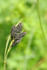 Carex atrata