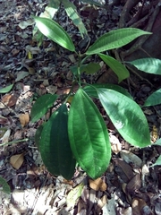 Image of Miconia hondurensis