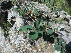 Cotoneaster pyrenaicus