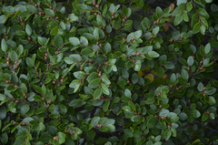 Nothofagus betuloides