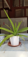 Aloe