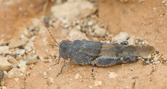 Sphingonotus fuerteventurae