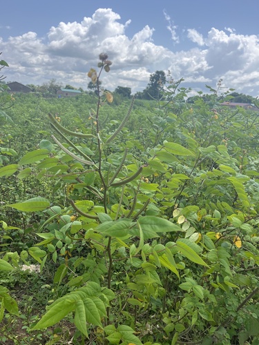Coffee Senna