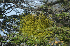 Misodendrum punctulatum