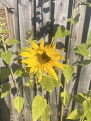 Helianthus annuus — photo 2