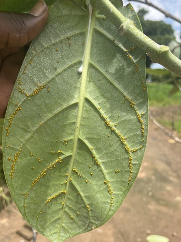 Oleander Aphid