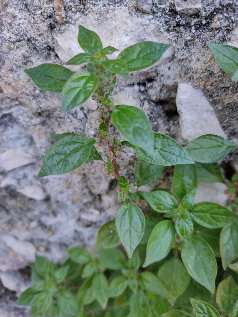 Parietaria judaica — a medium houseplant, prefers full sun light