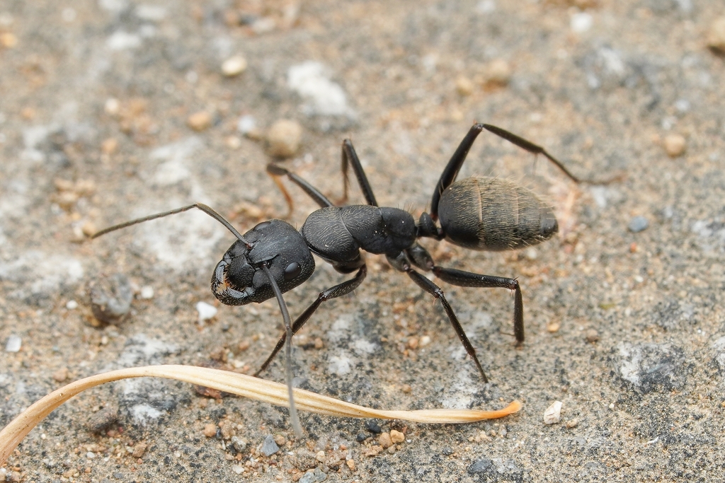 Japanese Carpenter Ant