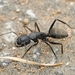 Camponotus japonicus - Photo (c) Jonghyun Park, algunos derechos reservados (CC BY), subido por Jonghyun Park