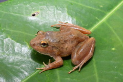 Burmese Wart Frog photo 2