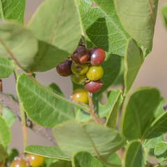 Searsia divaricata