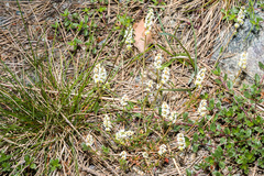 Sesamoides interrupta