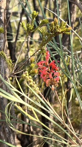 Grevillea longistyla, photograph 6