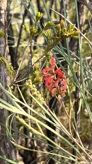 Grevillea longistyla, photograph (c) Saira Manns, some rights reserved (CC BY)