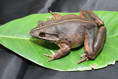 Blyth's Frog photo 2