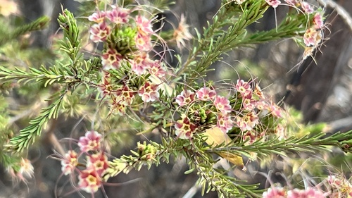 yellow calytrix (Calytrix gurulmundensis)