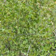 Searsia divaricata