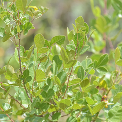 Searsia divaricata