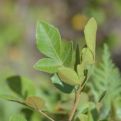 Searsia divaricata