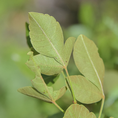 Searsia divaricata
