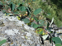 Cotoneaster pyrenaicus