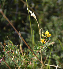 Berberis empetrifolia