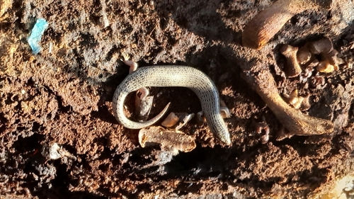 Ocellated Bronze Skink