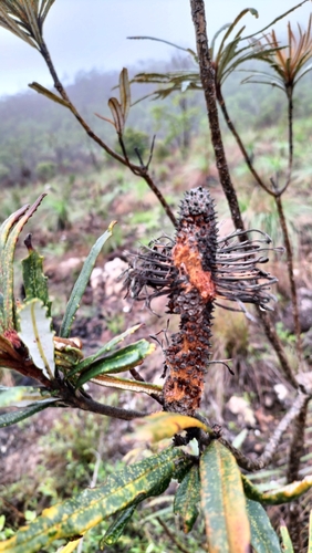 Banksia plagiocarpa, photograph 6