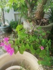 Bougainvillea