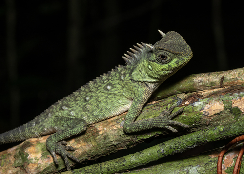 Green Pricklenape, Acanthosaura capra