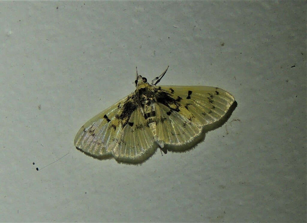 Syllepte polydonta