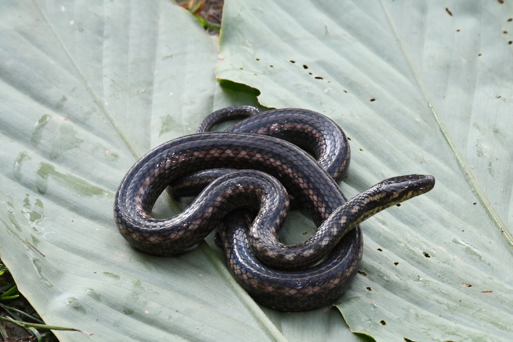 Fire-Back Keelback