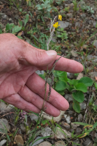 Muhlenbergia japonica iNat (3)