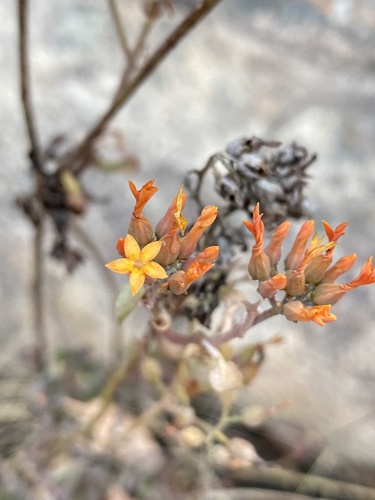 Kalanchoe klopperae Gideon F.Sm. & Figueiredo