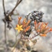 Kalanchoe klopperae - Photo (c) Simon Attwood, μερικά δικαιώματα διατηρούνται (CC BY-NC), uploaded by Simon Attwood