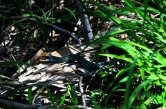 Drymobius margaritiferus margaritiferus