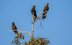 Yellow-Tailed Black-Cockatoo photo 4