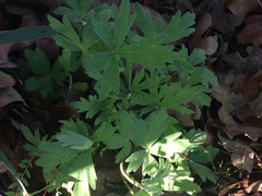Delphinium carolinianum