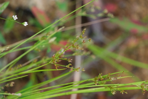 Juncus papillosus iNat (3)