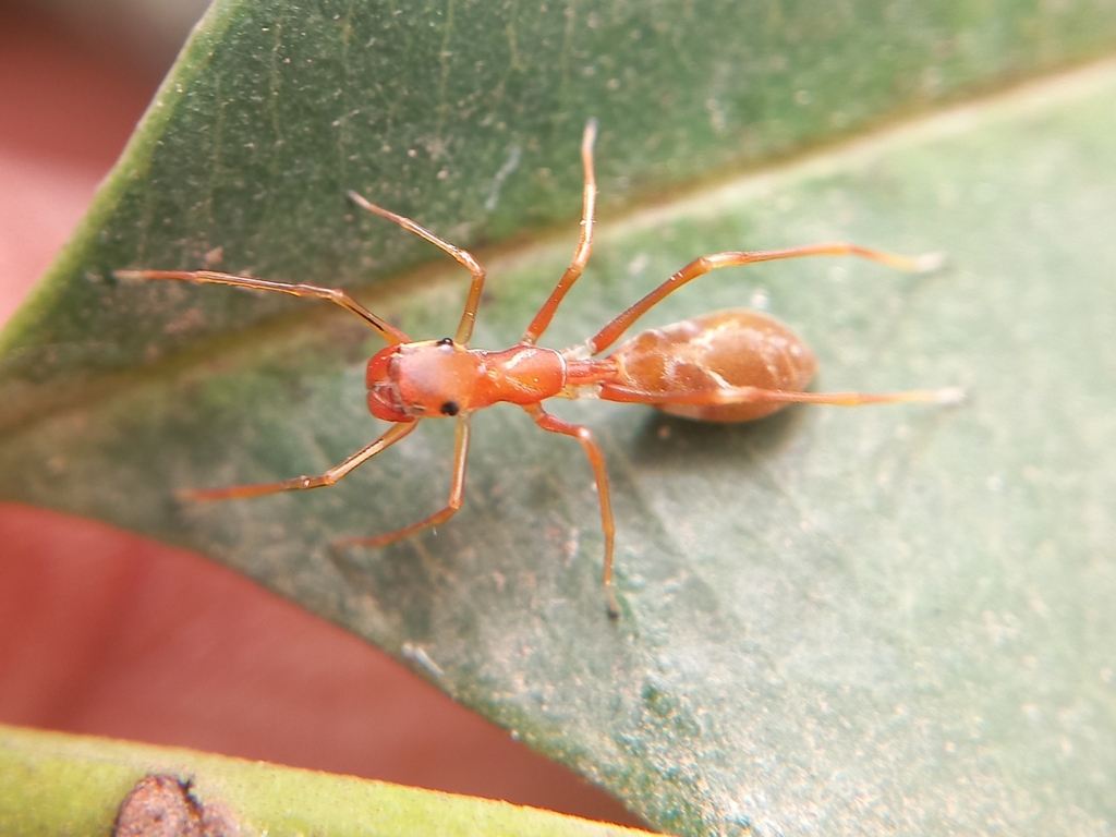 Red Weaver Ant-mimicking Spider from XH7W+6XG, Langford Gardens ...