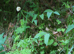 Small Net Onion (Allium microdictyon)