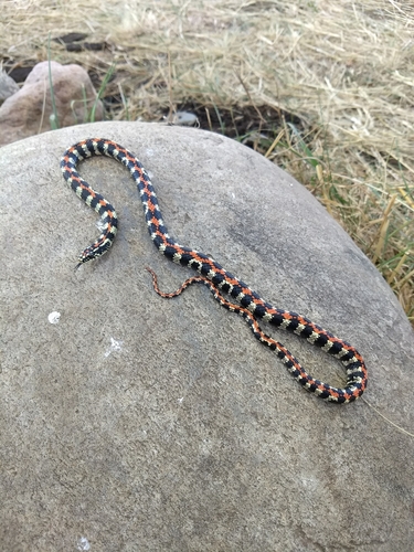 Lygophis elegantissimus