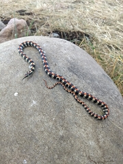Elegant Ground Snake photo 4