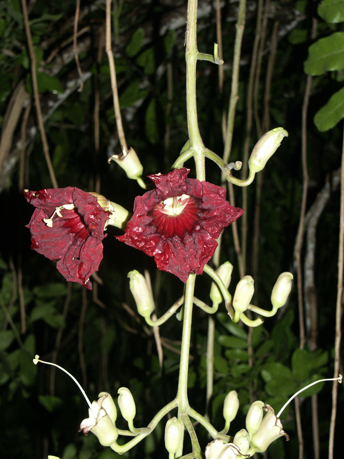 Kigelia