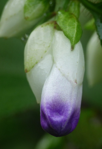 Strobilanthes heyneana observed 2023-09-12