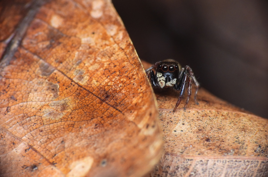 Habrocestum hantaneensis