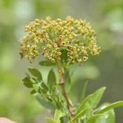 Polemannia simplicior