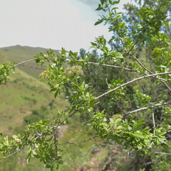 Polemannia simplicior