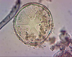 Actinoptychus senarius