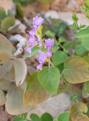Hypoestes pubescens (Hypoestes pubescens)